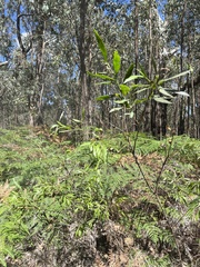 Acacia leprosa uninervia