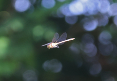 Hemicordulia continentalis