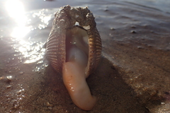 Dallocardia quadragenaria