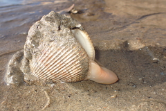 Dallocardia quadragenaria