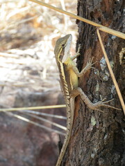 Lophognathus gilberti