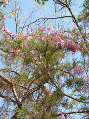 Calytrix exstipulata