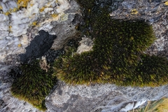 Orthotrichum anomalum