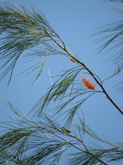 Grevillea pteridifolia