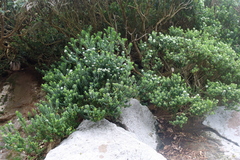 Veronica elliptica