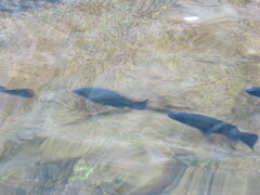 Hephaestus fuliginosus