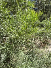 Acacia mucronata