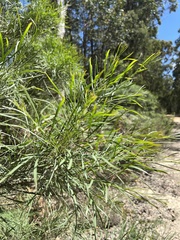 Acacia mucronata
