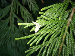 Trichophysetis cretacea