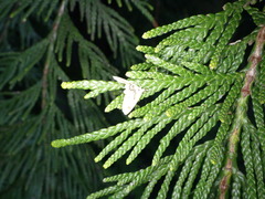 Trichophysetis cretacea