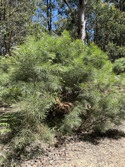 Acacia mucronata