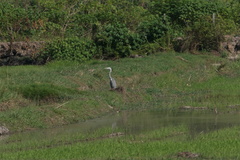 Ardea cinerea jouyi