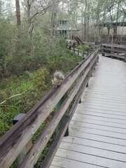 Sciurus carolinensis