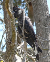 Long-Billed Black-Cockatoo photo 4
