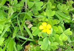 Oxalis suksdorfii