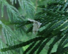 Trichophysetis cretacea