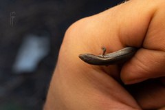 Panaspis wahlbergii