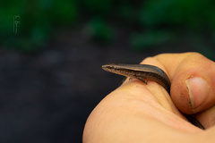 Panaspis wahlbergii
