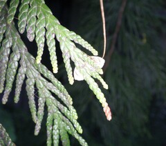 Trichophysetis cretacea