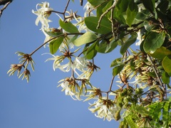 Ancylobothrys petersiana