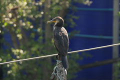 Phalacrocorax fuscicollis