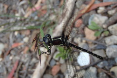 Eusynthemis tillyardi