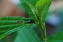 Nisotra bicolorata