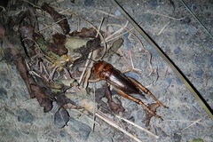 Tarbinskiellus portentosus