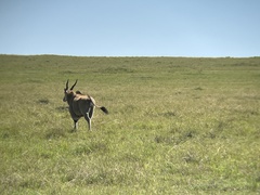Tragelaphus oryx pattersonianus
