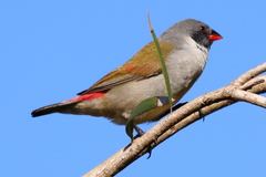 Coccopygia melanotis