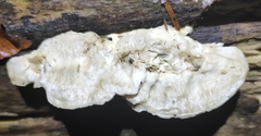Irpiciporus