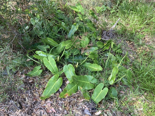 Philodendron sagittifolium, photograph 5