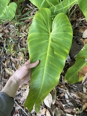 Philodendron sagittifolium, photograph (c) Thomas Mesaglio, some rights reserved (CC BY)