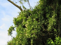 Capparis tomentosa