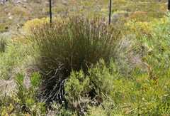 Hypodiscus argenteus