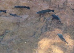 Hephaestus fuliginosus