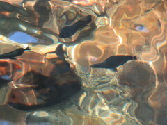 Hephaestus fuliginosus