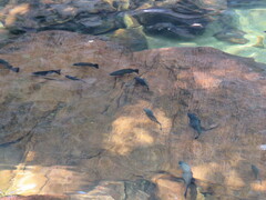 Hephaestus fuliginosus