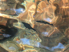 Hephaestus fuliginosus