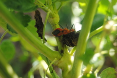 Gminatus australis