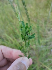Lespedeza juncea