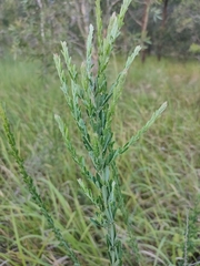 Lespedeza juncea
