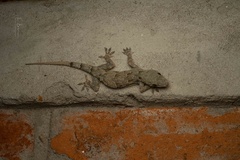 Hemidactylus platycephalus