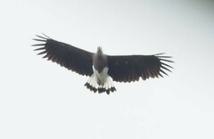 Haliaeetus ichthyaetus