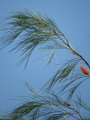 Grevillea pteridifolia