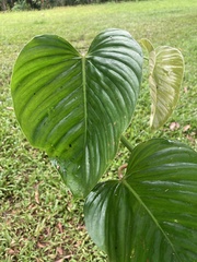 Philodendron grandipes