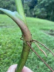 Philodendron grandipes