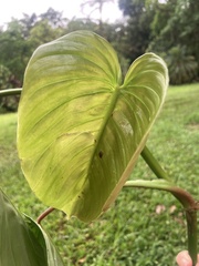 Philodendron grandipes