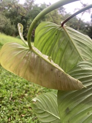 Philodendron grandipes