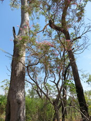 Calytrix exstipulata